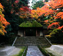 Kyoto_koyo