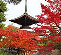 Kyoto_koyo