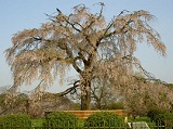 maruyama-park